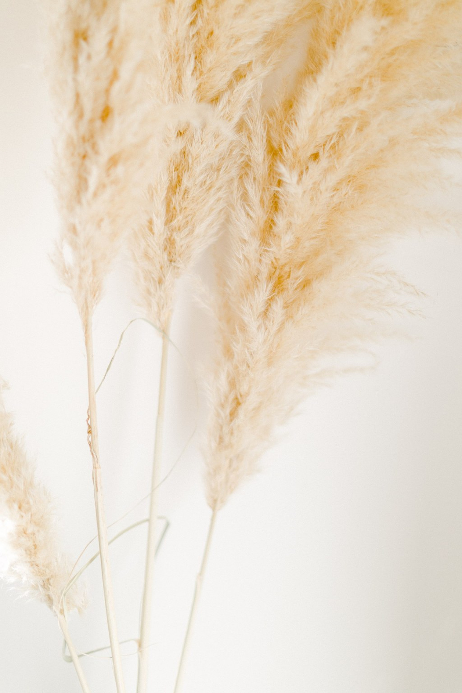 Candice - A l'image des mots