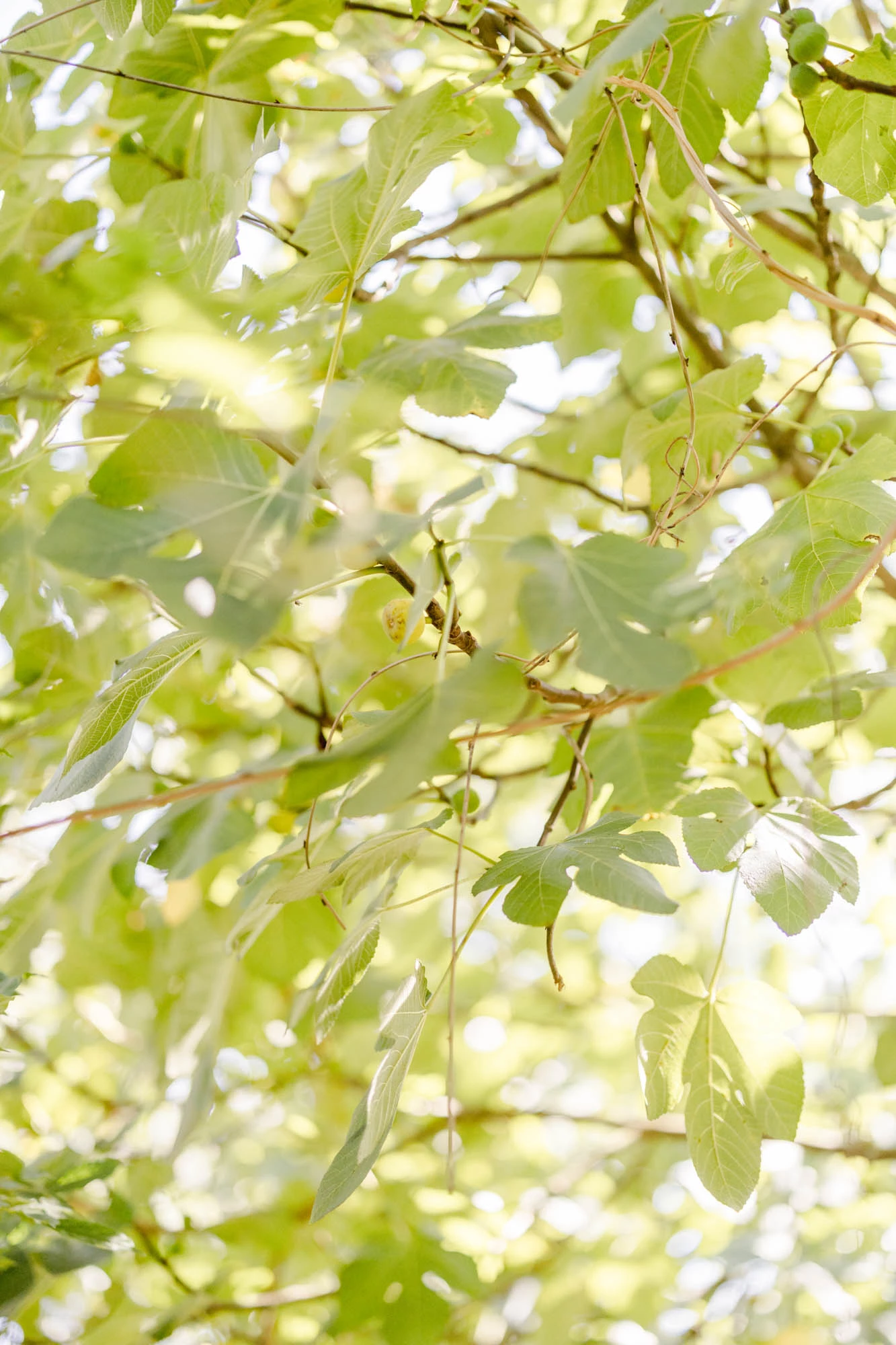 feuille, bifurquer, vert, jaune, brindille