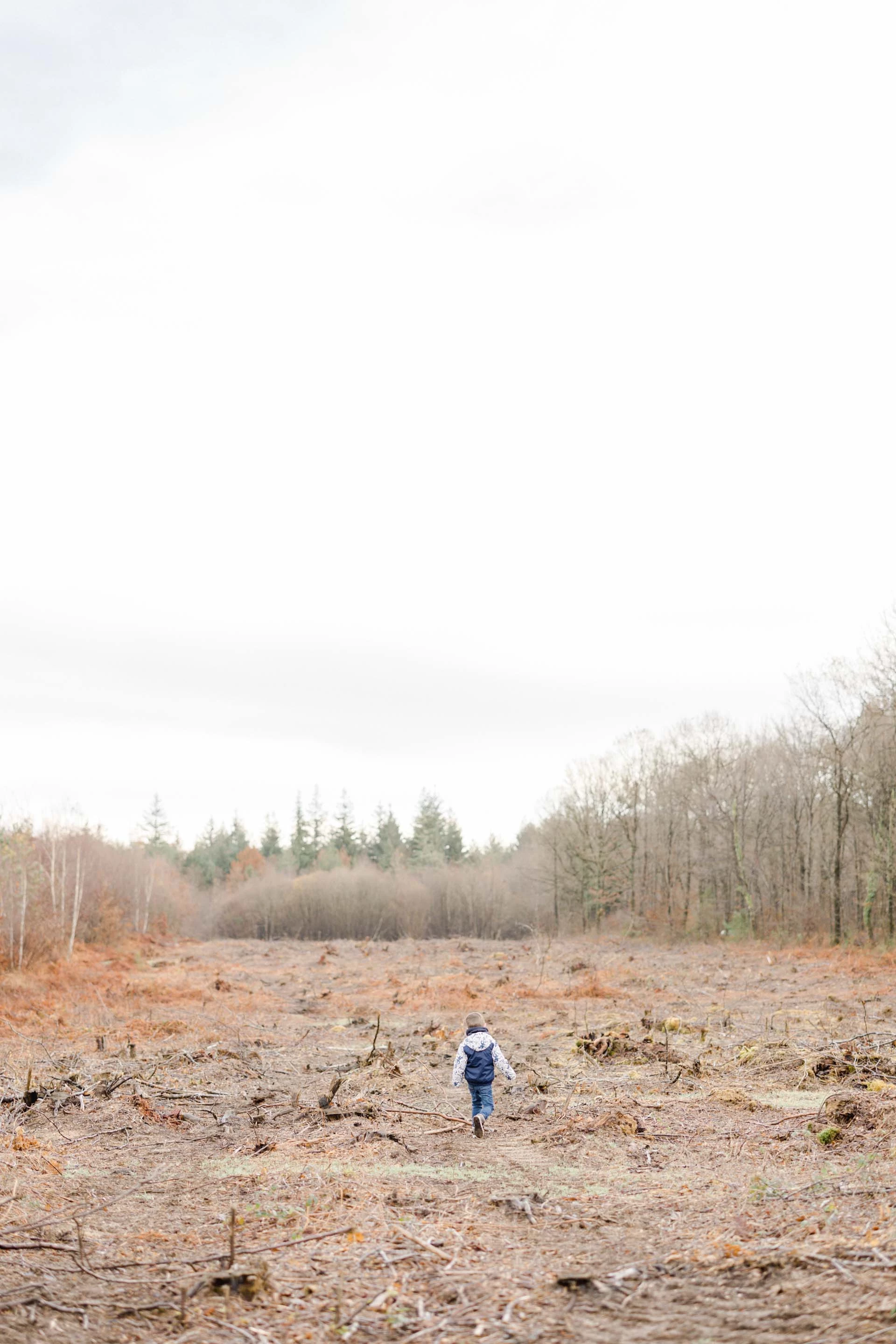 bois forêt sol arbustes gris
