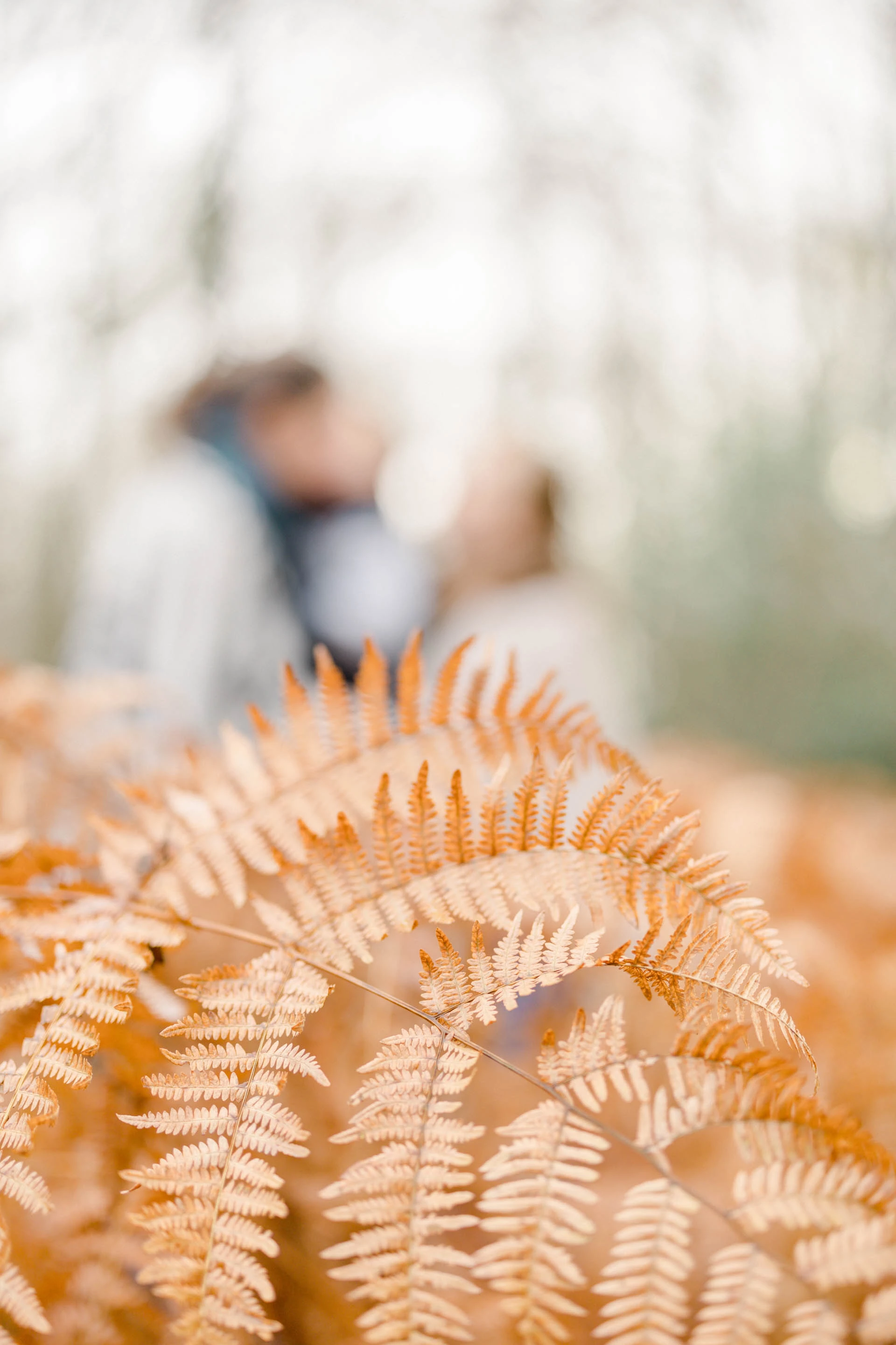 fougère gris orange saisons forêt