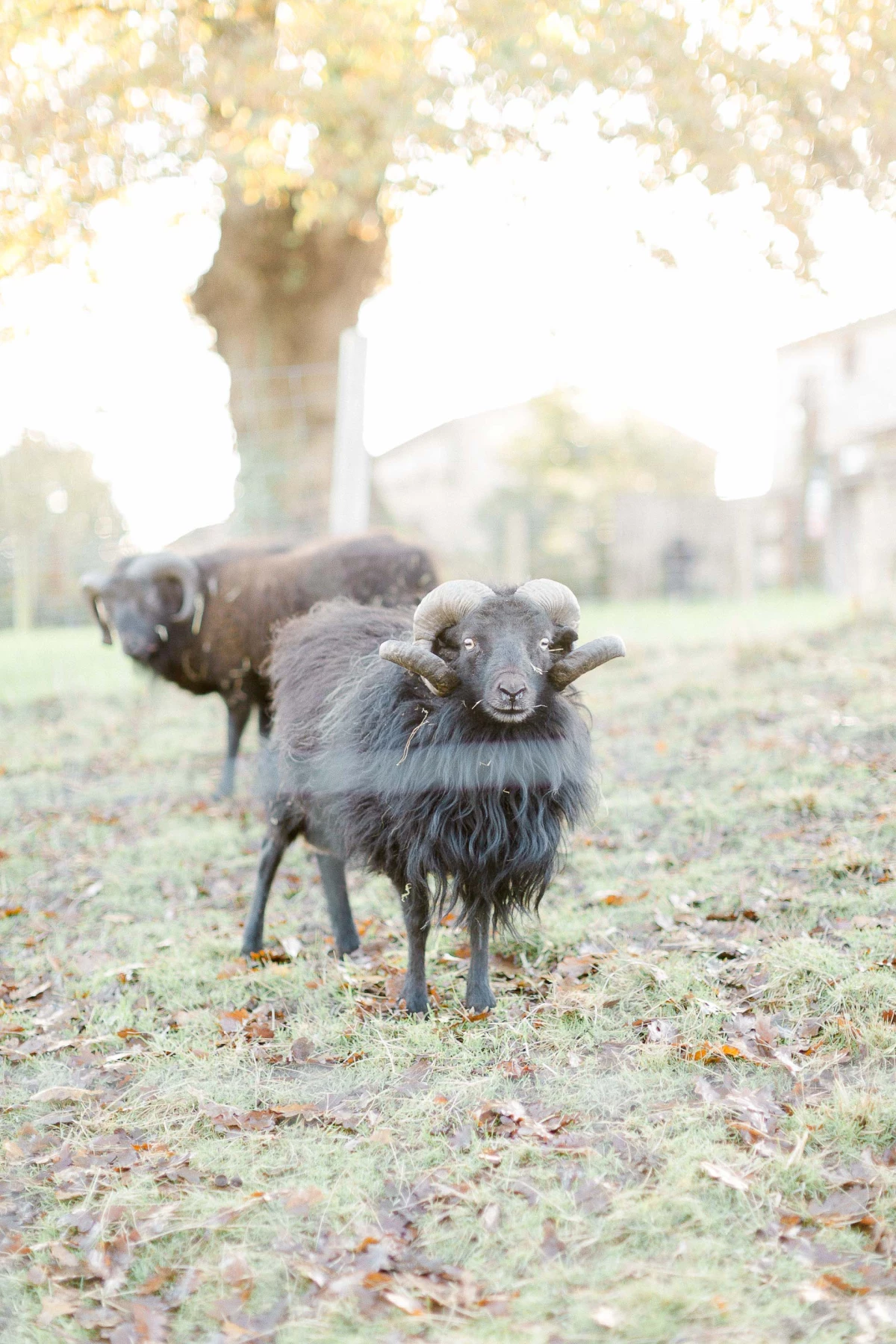 Moutons à la toison grise dans une prairie brumeuse sous un arbre d'automne aux feuilles dorées
