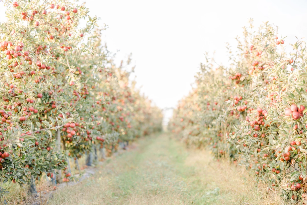 Allée de pommiers chargés de fruits rouges dans un verger champêtre, lumière douce et naturelle