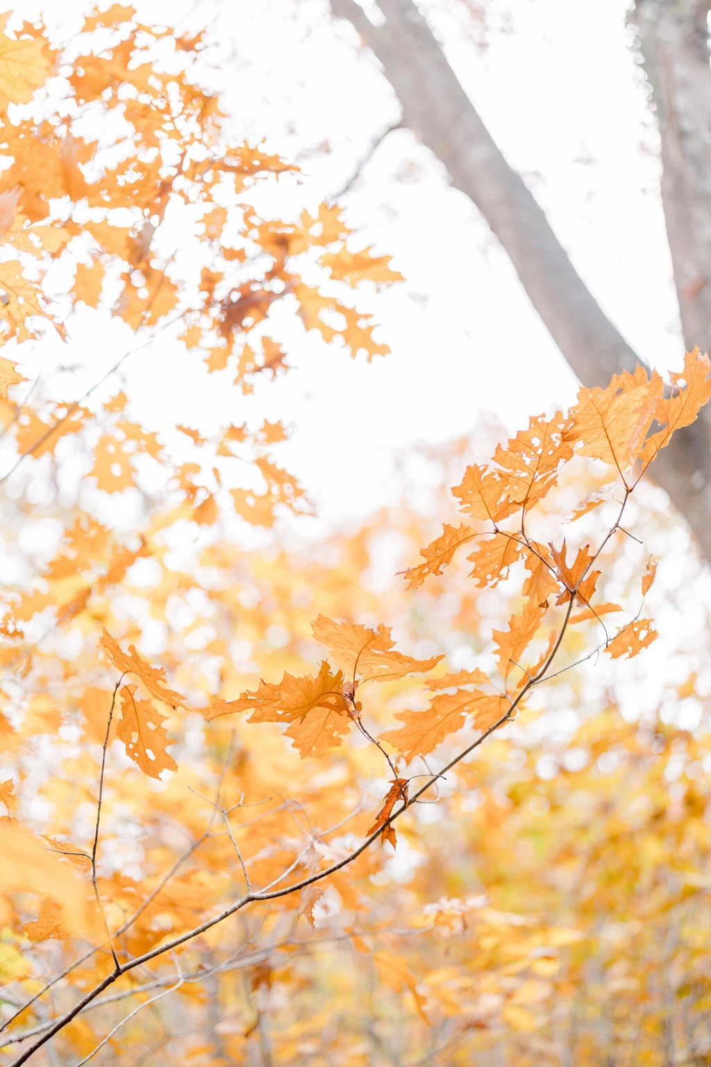 Branche d'érable aux feuilles orangées se détachant sur un fond automnal lumineux et vaporeux