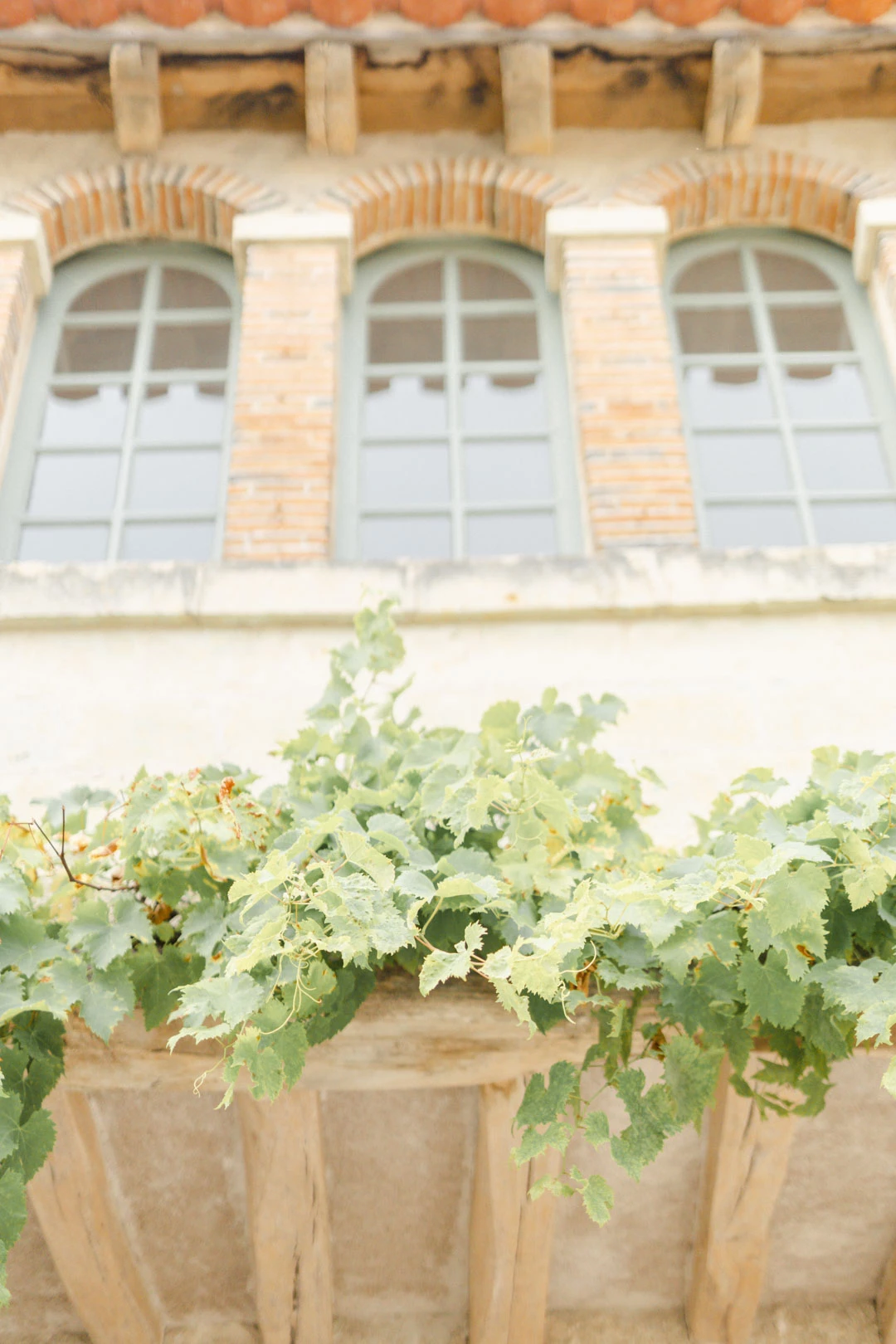 plante d'intérieur vigne feuilles de vigne vignes composition florale
