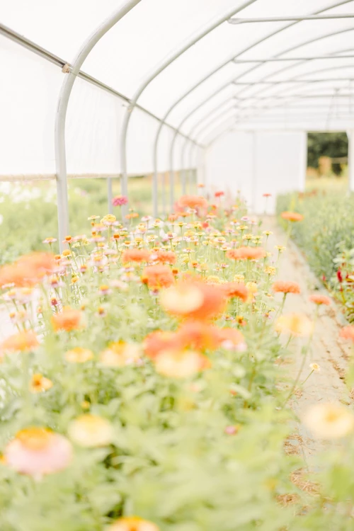 Serre lumineuse remplie de ranunculus orange et blancs s'étendant en rangées florales infinies