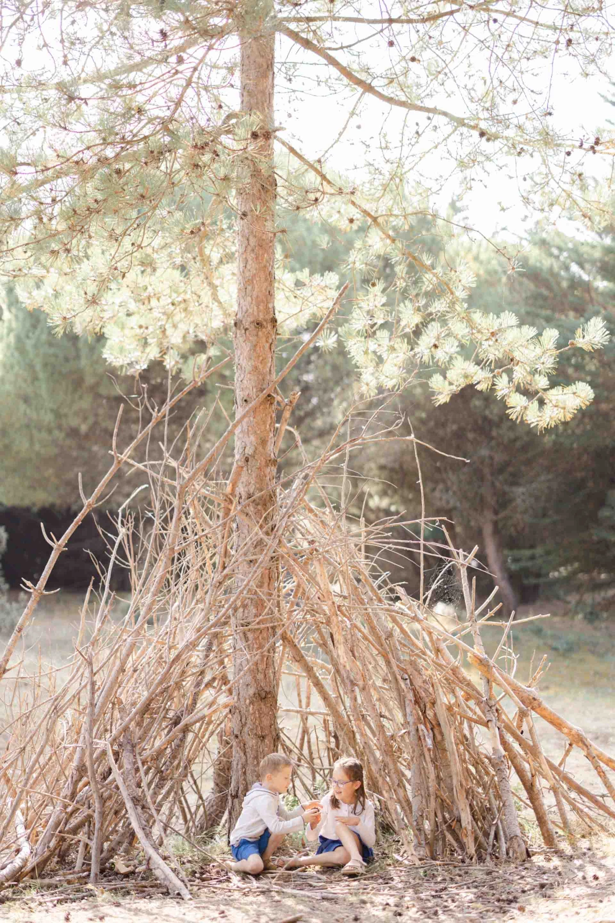 bois gris beige marron forêt