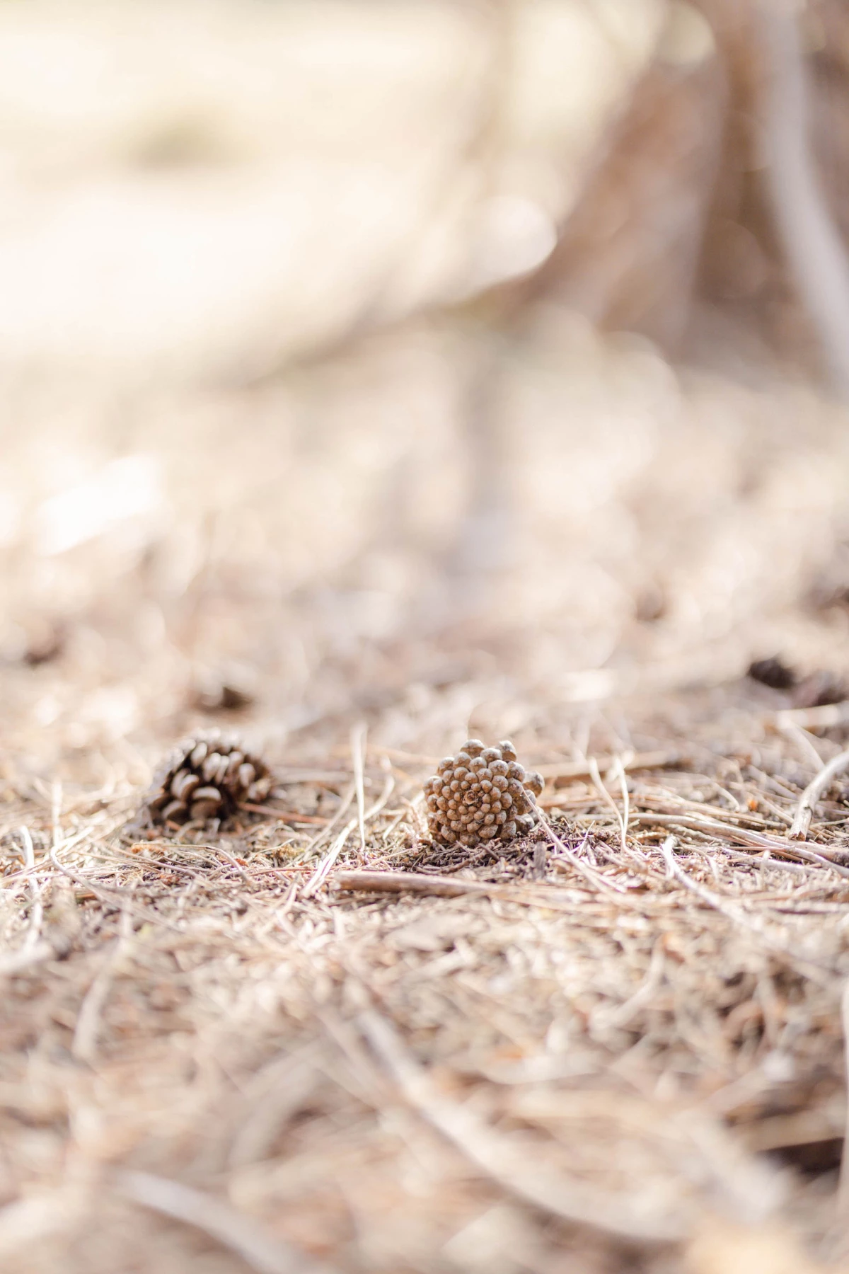 brun conifères pin gris marron