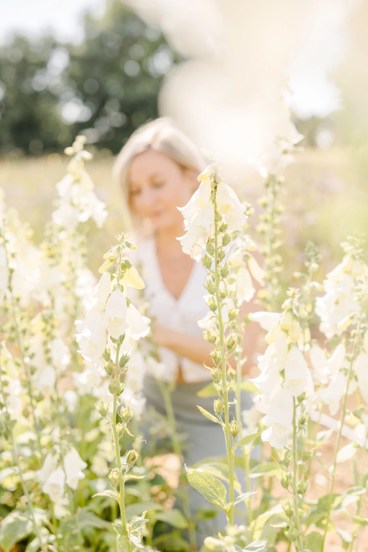 fleur pétale rose marron gris