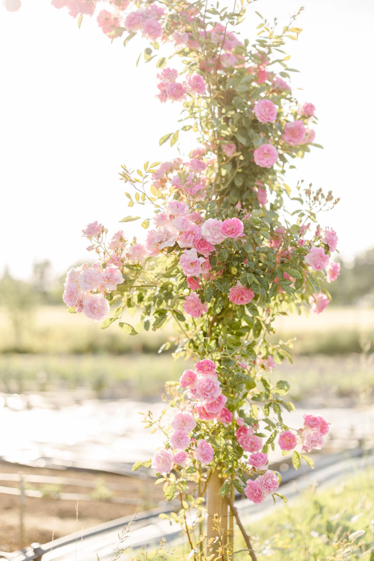 fleur rose pétale rosiers de jardin marron