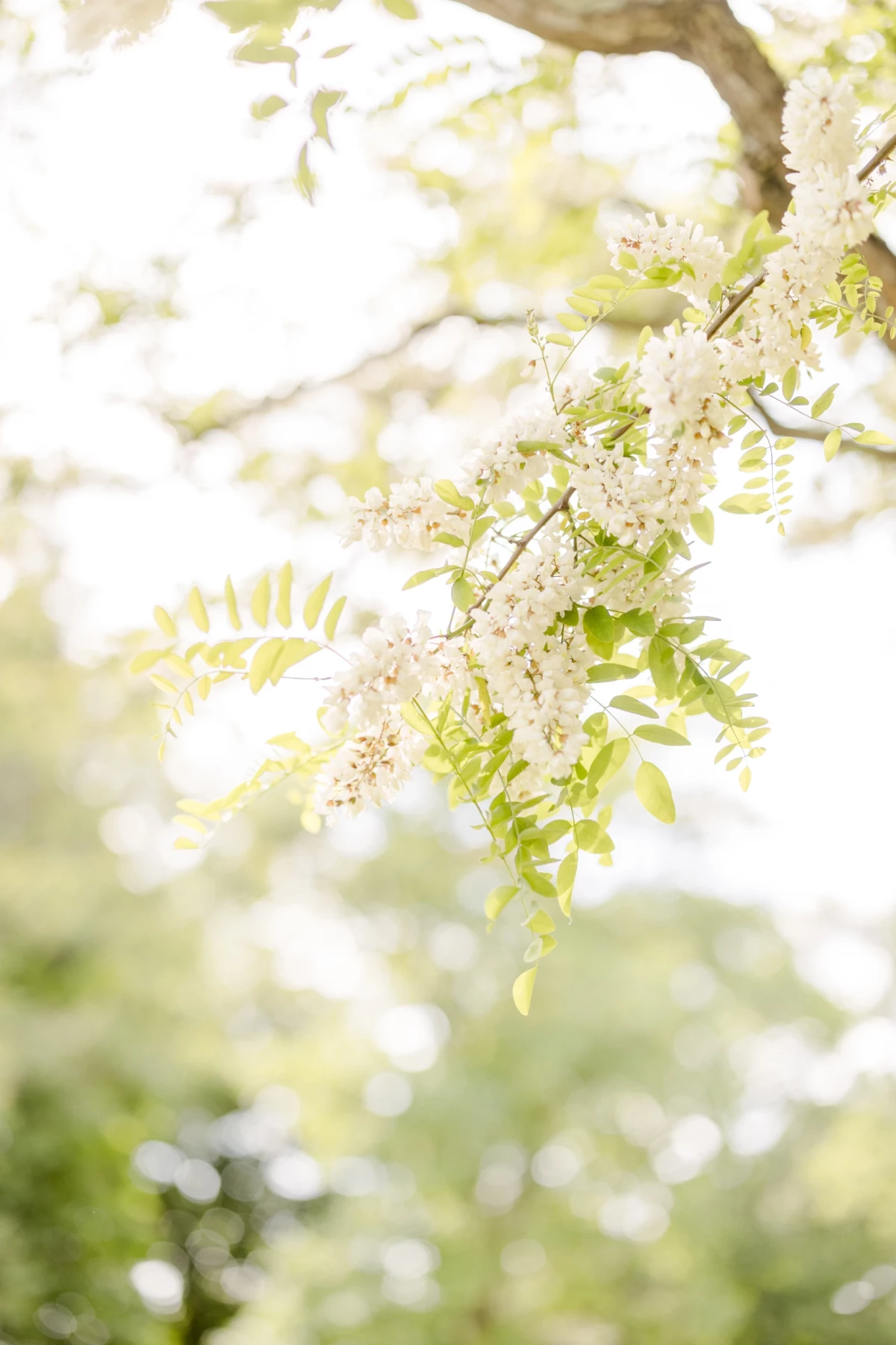 Branches fleuries d'acacia blanc baignées de lumière printanière douce et naturelle