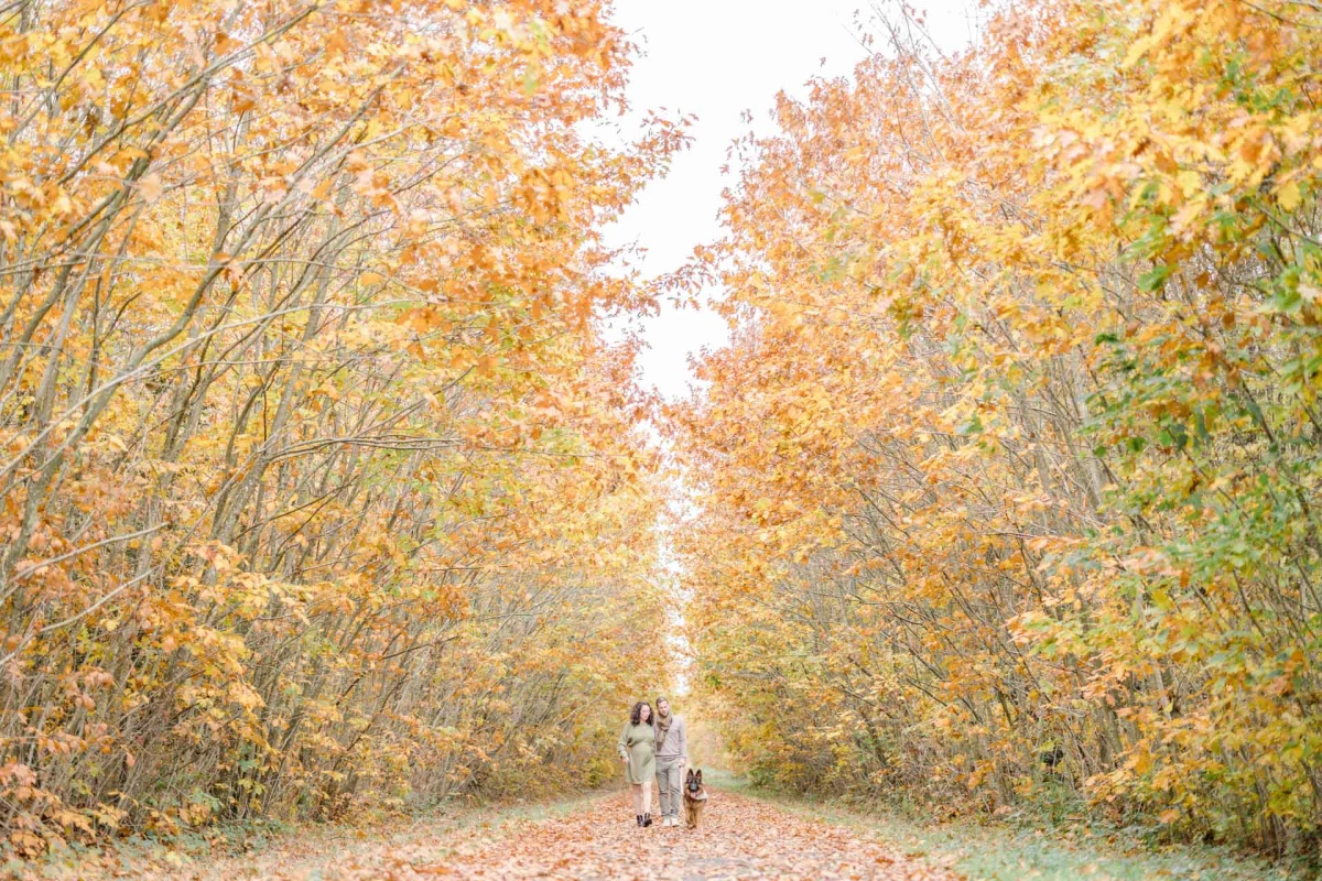feuille jaune forêt gris beige