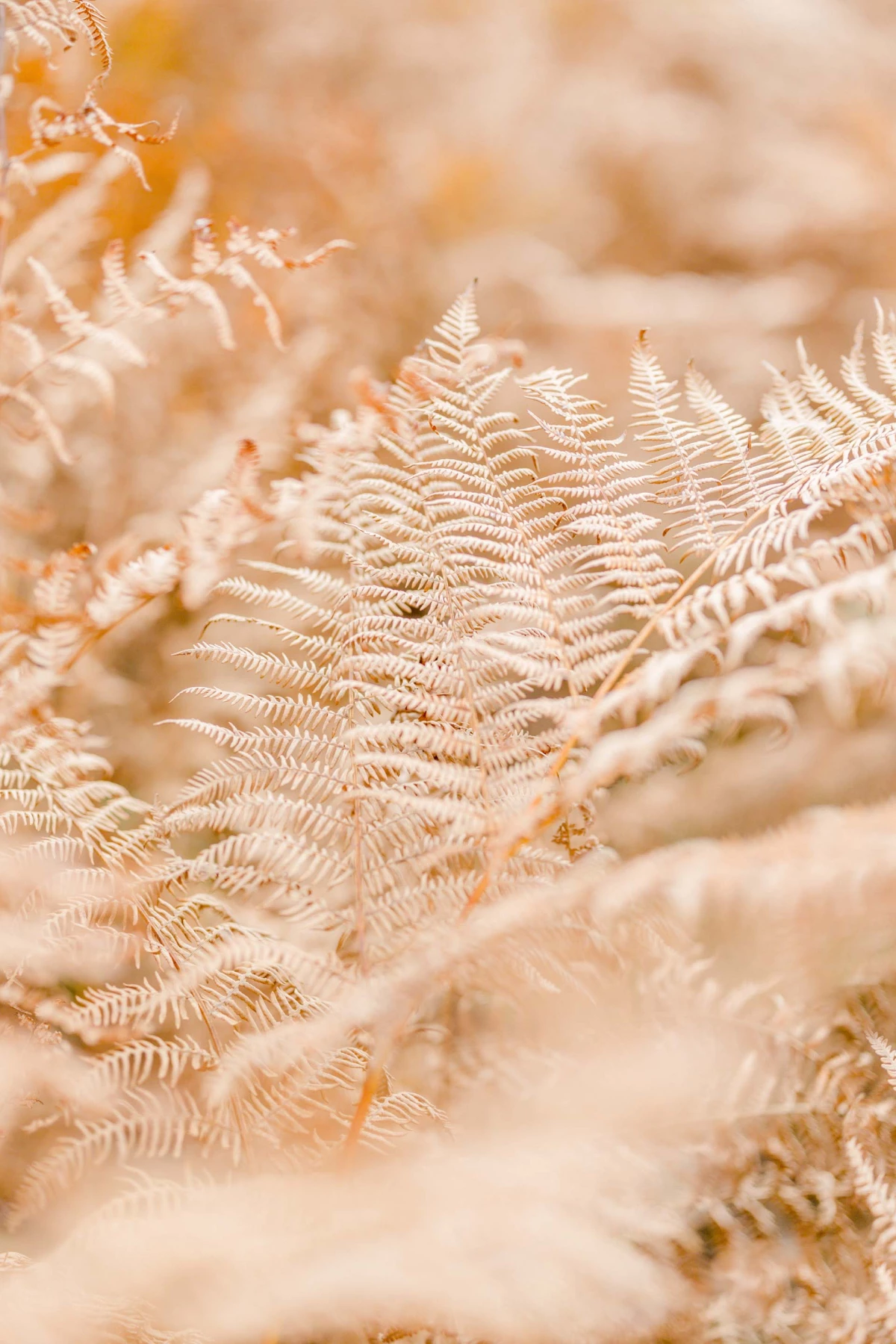 fougère rose beige marron gris